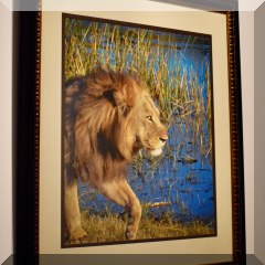 A16c. Framed lion photo. 20”x16” - $25 each 